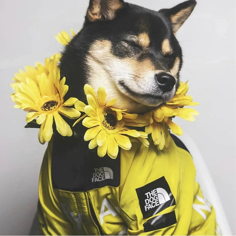 Dog Rain Hoodie Jacket