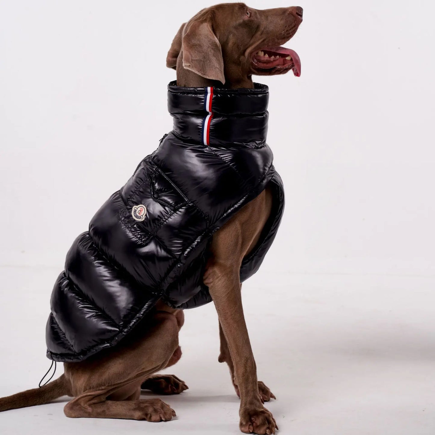 High Collar Dog Down Jacket