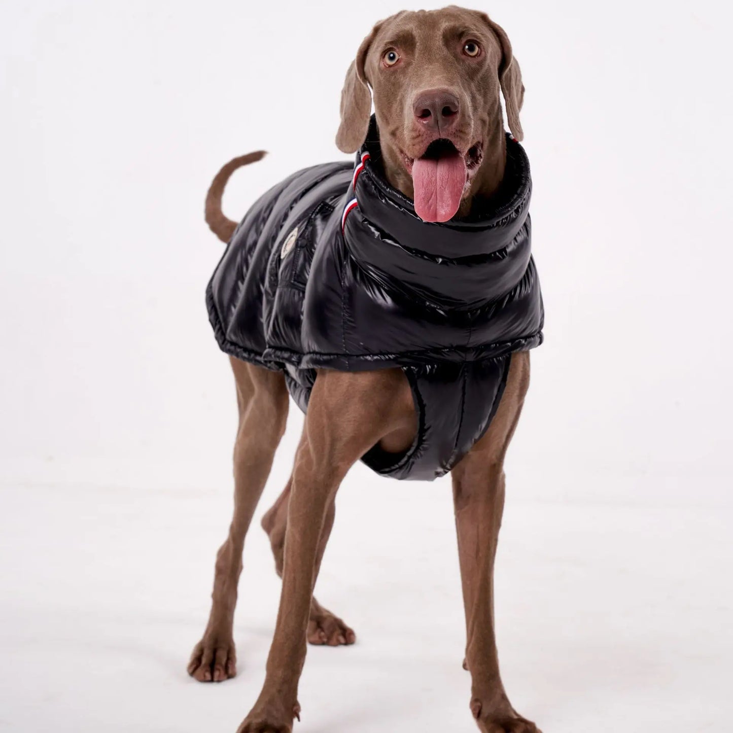 High Collar Dog Down Jacket
