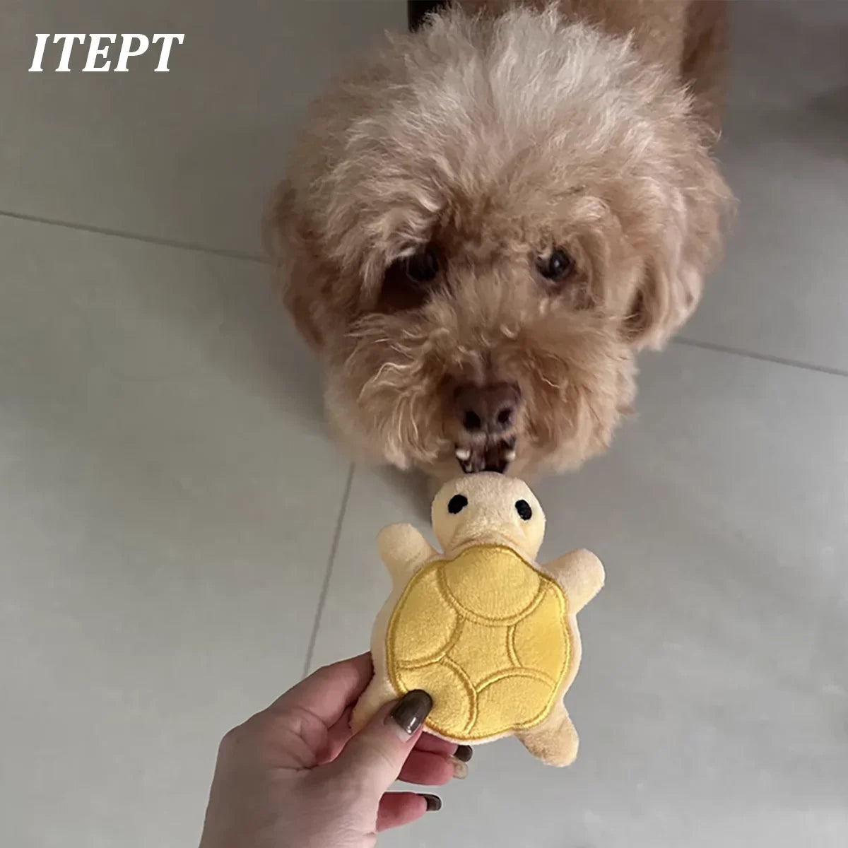 Dog Toy Mini Turtle Plush Chew Toy for Puppies