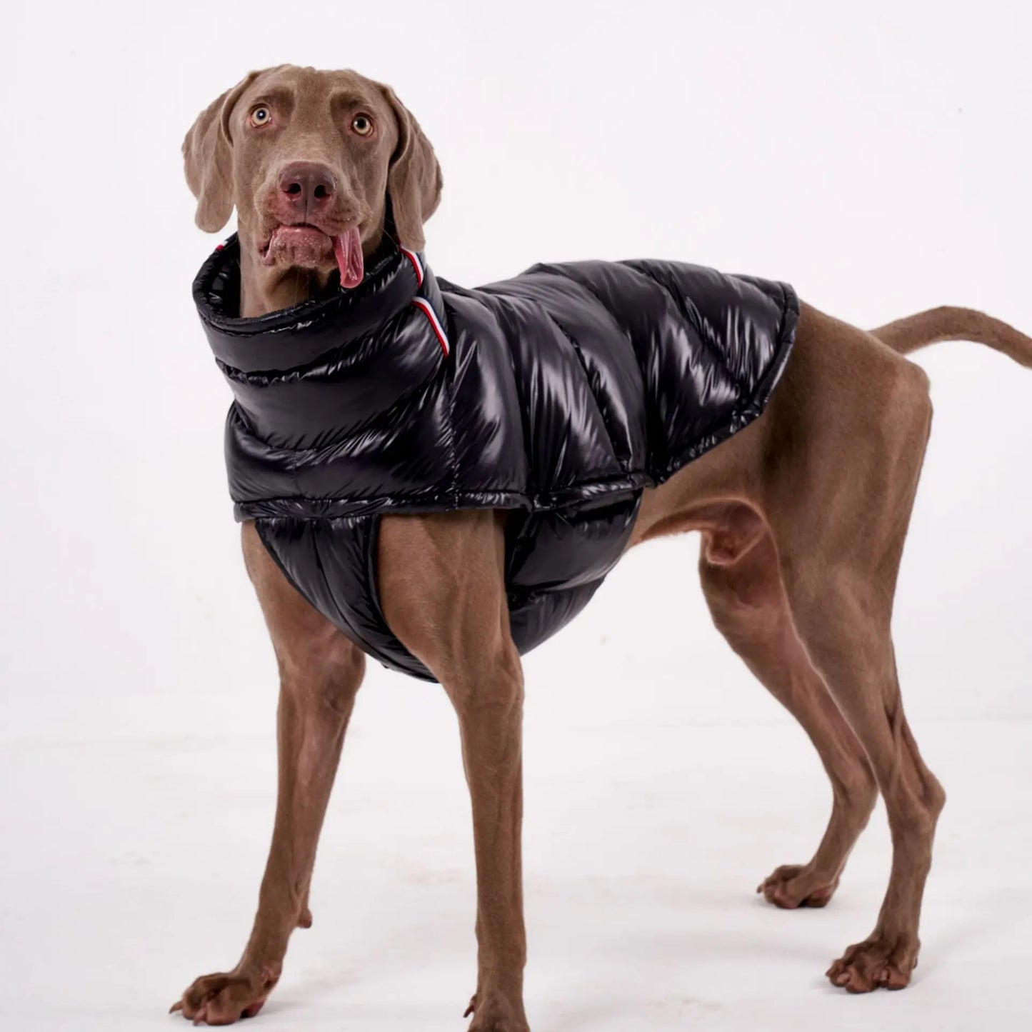 High Collar Dog Down Jacket